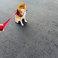 一緒にお散歩してください！