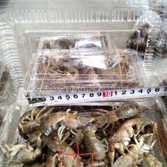 冷凍カメジャコ50匹の画像