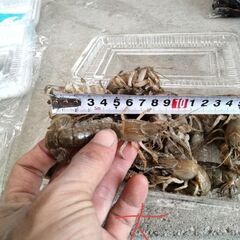 冷凍カメジャコ50匹の画像