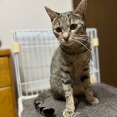 キジトラ　メス　生後10ヶ月くらい