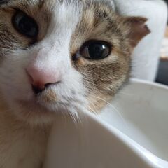 スコティッシュミックス❣️キュートなキジシロちゃん