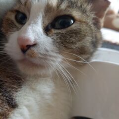 スコティッシュミックス❣️キュートなキジシロちゃん【募集中】 - 黒川郡