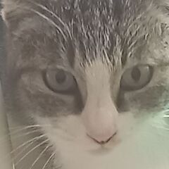 スコティッシュミックス❣️キュートなキジシロちゃん【募集中】 - 猫