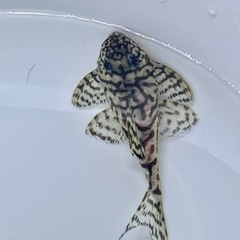 価格交渉OKです。 ⑩キンペコ　  。の画像