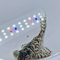 価格交渉OKです。 ⑩キンペコ　  。の画像