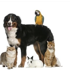 動物飼われてる方いませんか？？動物グループ雑談