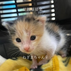 🩷ねぎまちゃん里親様募集🩷