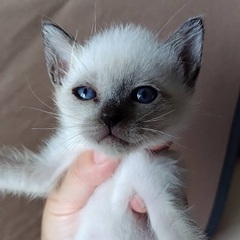 シャムミックス