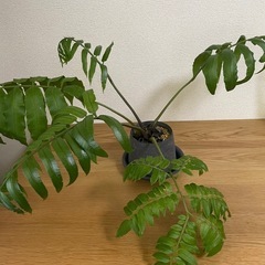 シダ植物　観葉植物