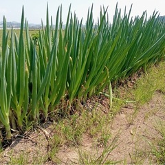 白ネギ半額、大量の画像