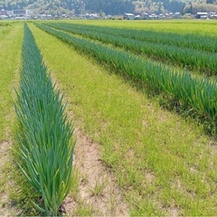 白ネギ半額、大量の画像