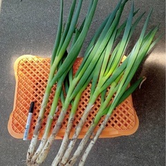 白ネギ半額、大量