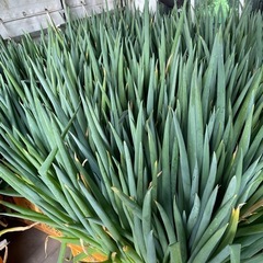 白ネギ半額、大量の画像