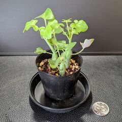 多肉植物 七宝樹の画像