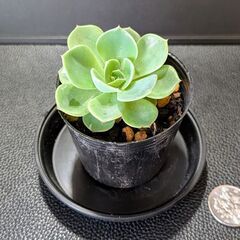 多肉植物 七福神の画像