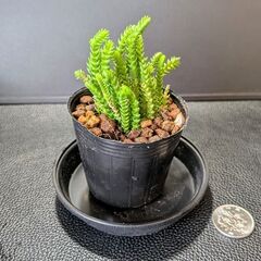 多肉植物 若緑の画像