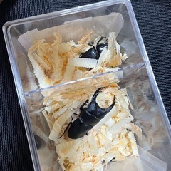 能勢YG血統オオクワガタ