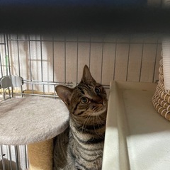 キジトラメス　8ヶ月　里親募集
