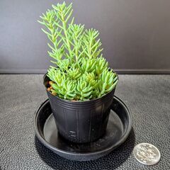 多肉植物 パリダムの画像
