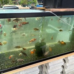 個体整理のため、金魚お譲りします