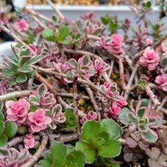 多肉植物 トリカラー