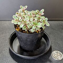 多肉植物 トリカラーの画像