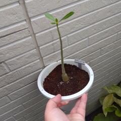 アデニウム 塊根植物