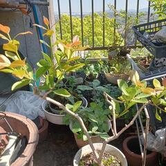 ガーデニング グァバ 60cm 以上　生食 ジャム お茶に
