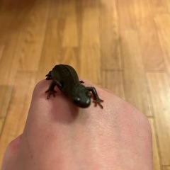 アカハライモリ１匹〜