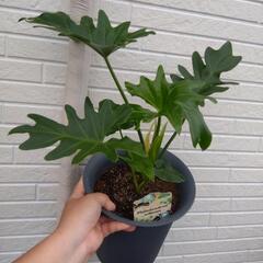 セローム 観葉植物
