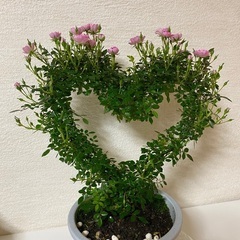 ハートバラ　Heart rose 