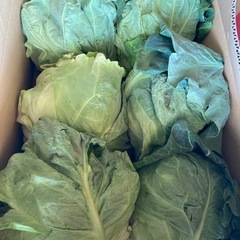 春キャベツ6入り¥600