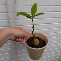 アボカド  クリーム色の鉢