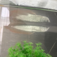 熱帯魚　アロワナ　約30センチ
