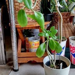 <<母の日月間>>【多肉植物】カランコエ『マザーリーフ』若苗Ty...