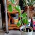 ランキングキーワードに紐づく投稿画像-多肉植物