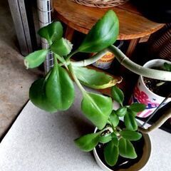 <<サマーセール>>【多肉植物】カランコエ『マザーリーフ』若苗Type-B（MRB-500）の画像
