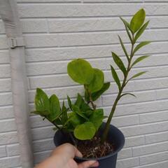 ザミオクルカス 観葉植物