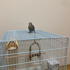 コザクラインコ