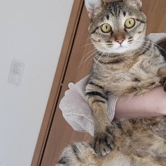 猫譲渡