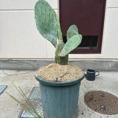 サボテン　観葉植物