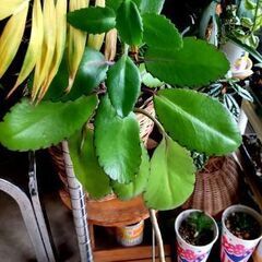 <<母の日月間>>【多肉植物】カランコエ『マザーリーフ』若苗Ty...