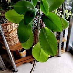 <<サマーセール>>【多肉植物】カランコエ『マザーリーフ』若苗Type-C（MRC-600）の画像