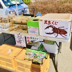 🌈ゴールデンウィーク✨昆虫くじ・めだか掬いチャリティーイベントの...