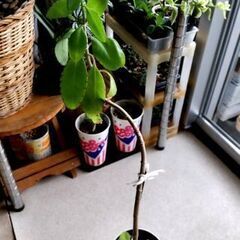 <<母の日月間>>【多肉植物】カランコエ『マザーリーフ』若苗Ty...