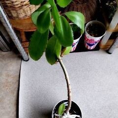 <<サマーセール>>【多肉植物】カランコエ『マザーリーフ』若苗Type-D（MRD-500）の画像