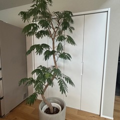 
エバーフレッシュ　
