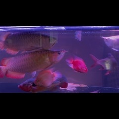 アロワナ
