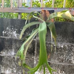 値引き　ビカクシダの画像