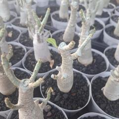 塊根植物 アデニウム